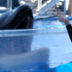 Illustration for article titled SeaWorld Claims Deadly Killer Whale Chose To Perform